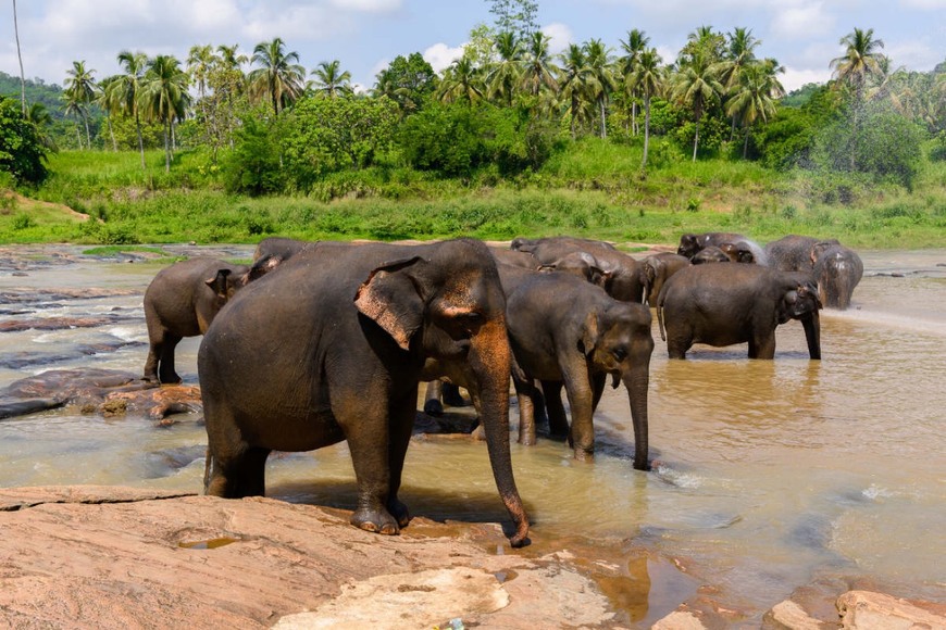 Lugares Wilpattu Safari Camp