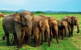 Place Minneriya National park