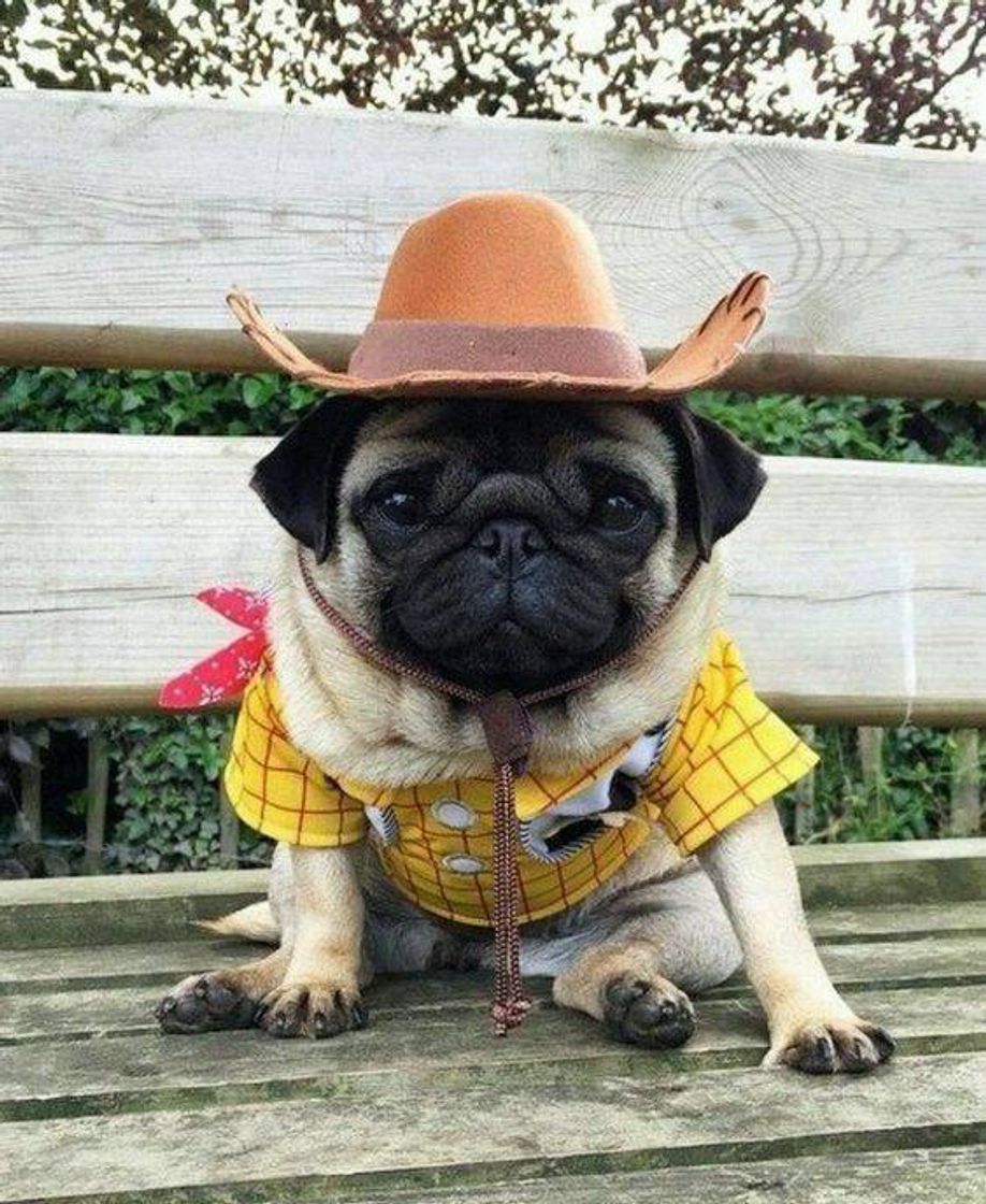 Fashion Pug 🤠