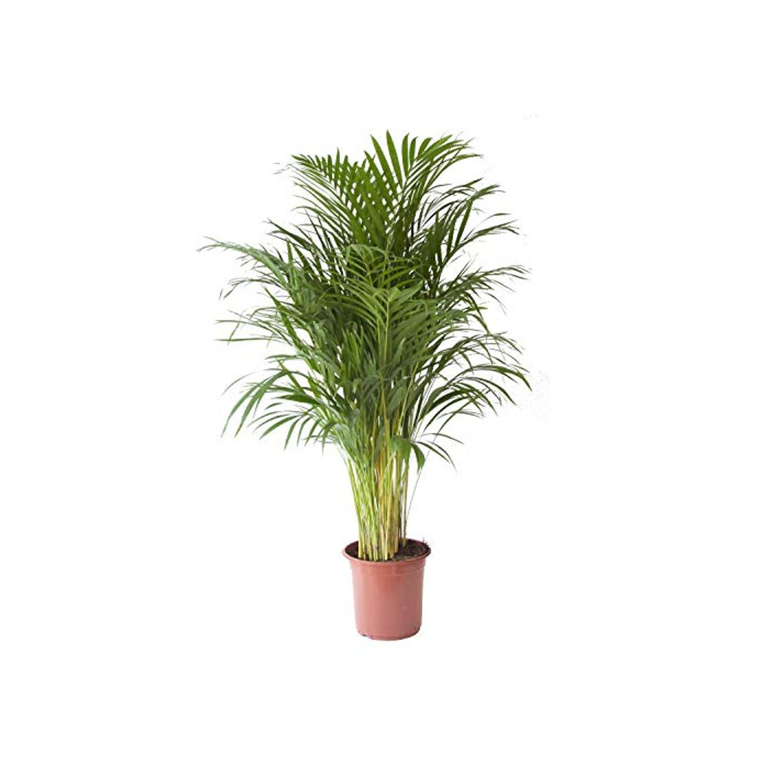 Product Planta de interior de Botanicly - Palma Areca - Altura