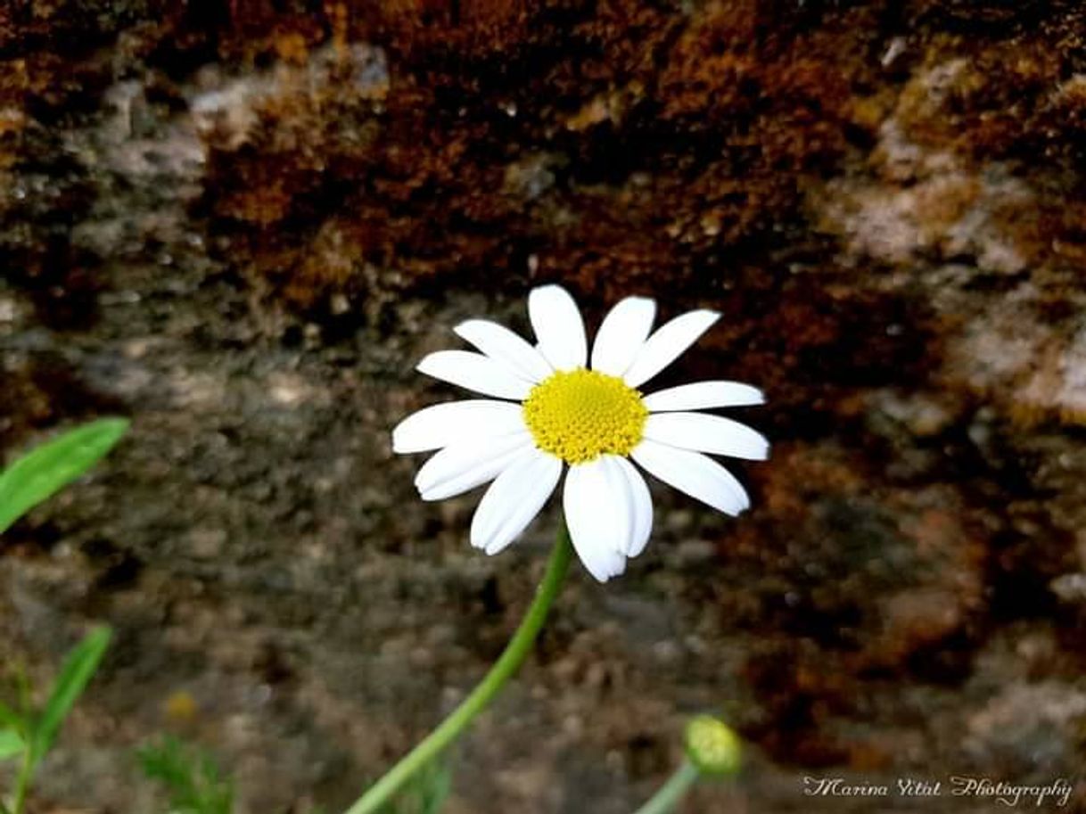 Moda Flor