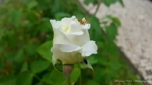 Rosa branca com insetos 