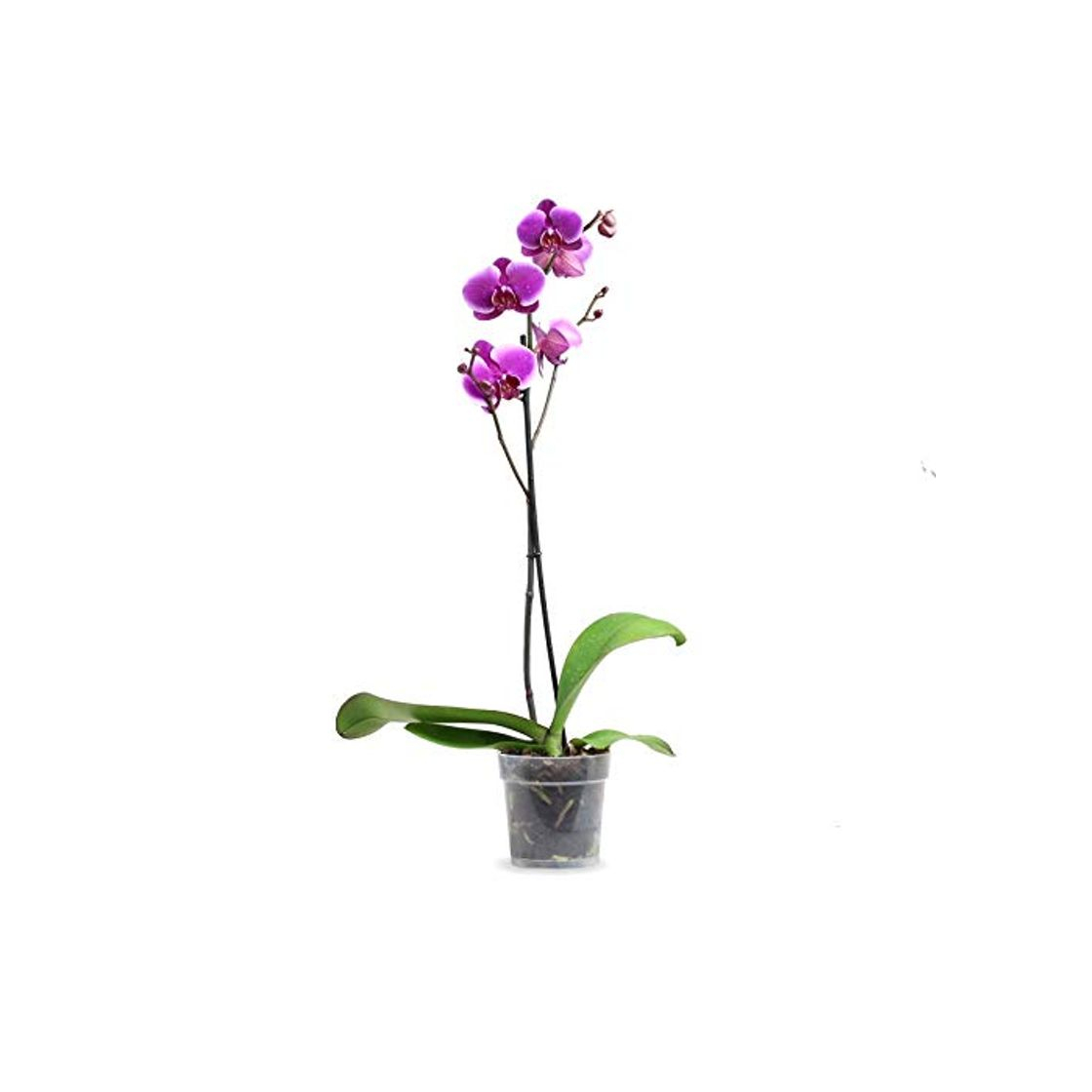 Product Orquídea Phalaenopsis