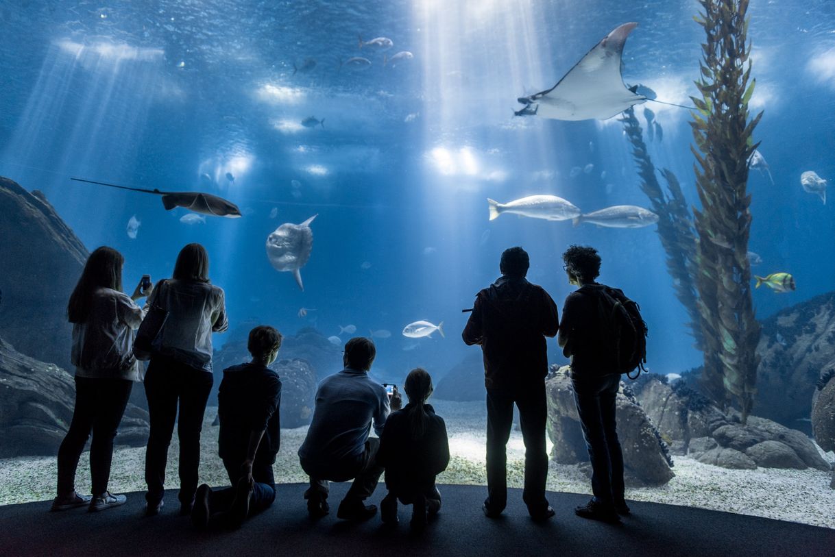 Lugar Oceanario de Lisboa