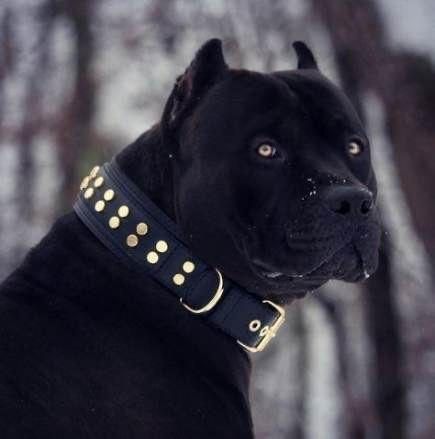 Dog black pitbull