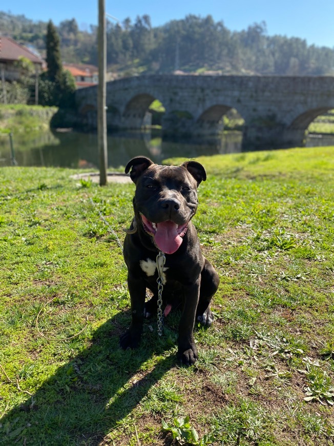 Social Cain 🐶 