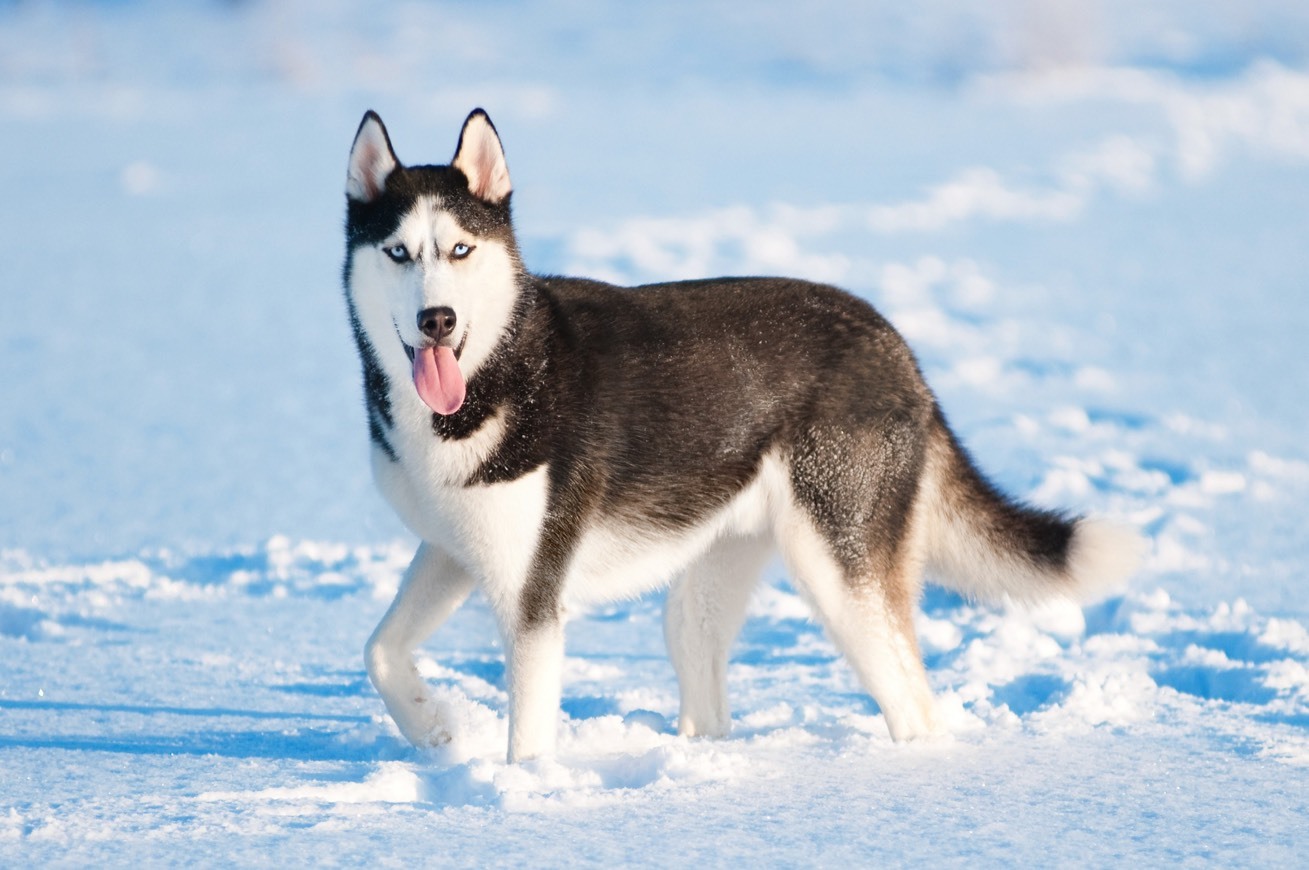 Moda Husky Siberiano 