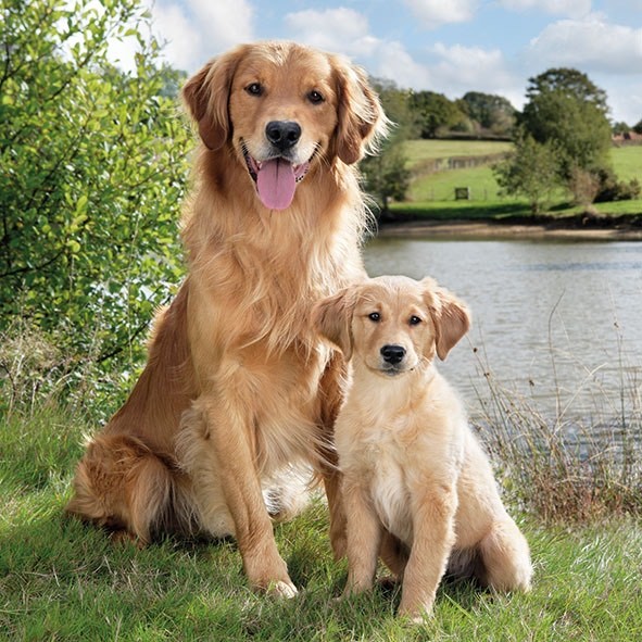 Fashion Golden Retriever