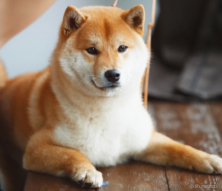 Fashion Shiba Inu