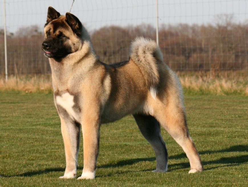 Fashion Akita Americano