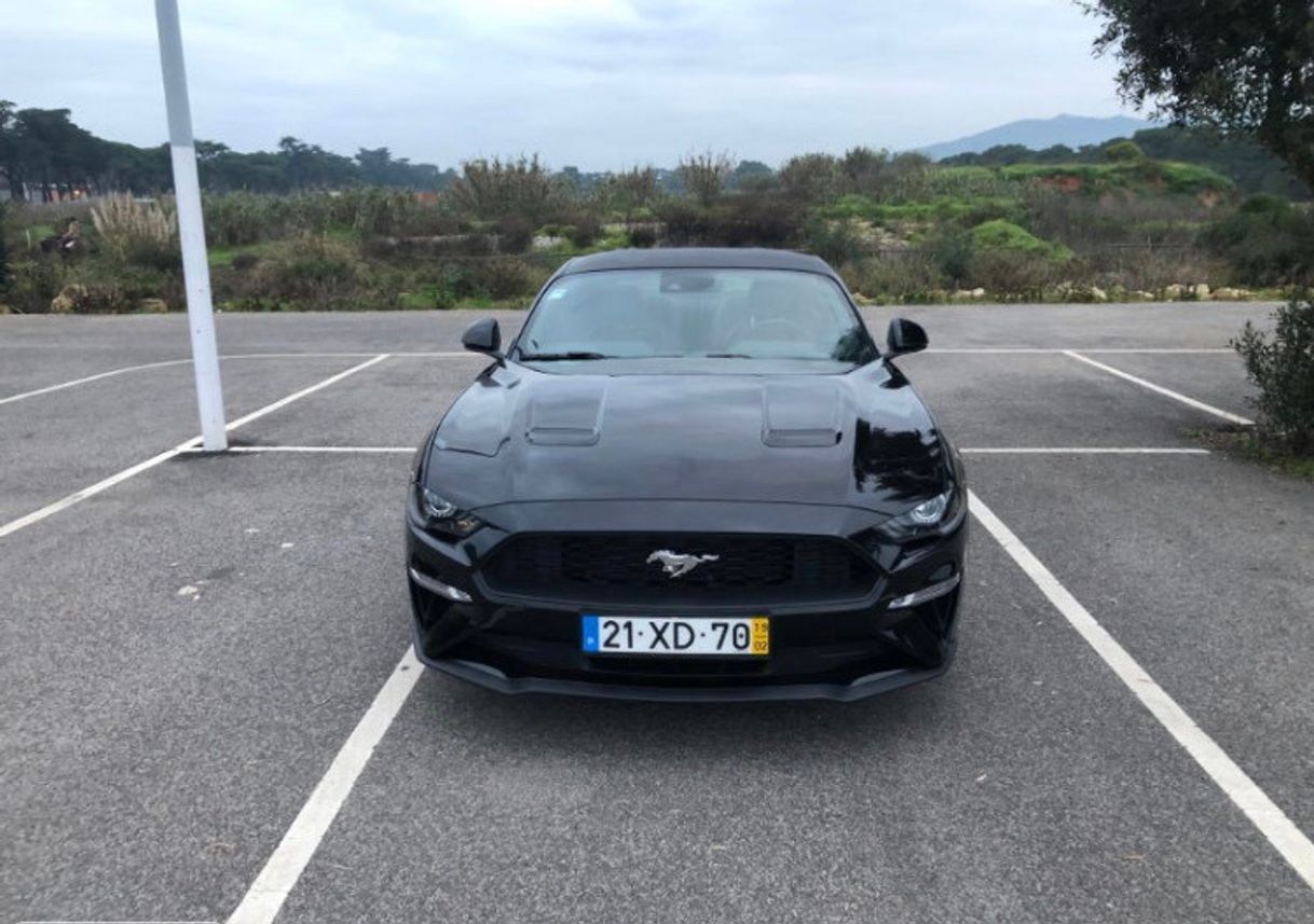 Social Mustang 