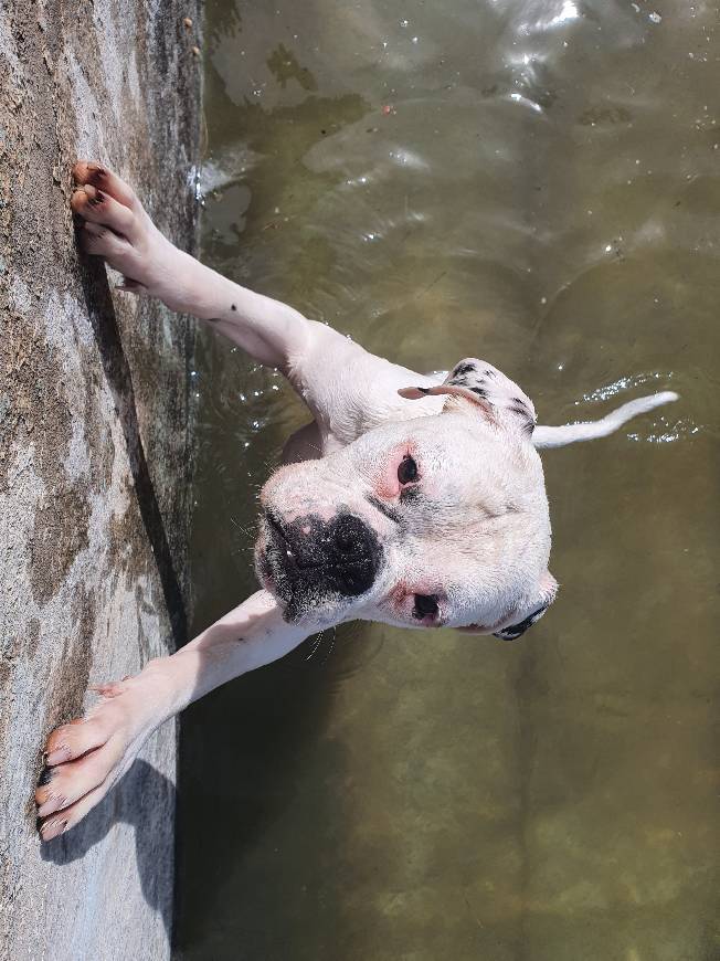 Fashion Mi perro subiendo las escaleras de la piscina👏👏