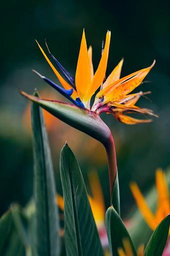 Productos Strelitzia reginae