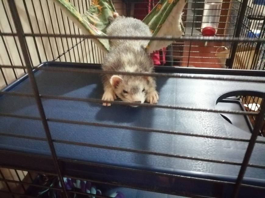 Dorminhoca❤️