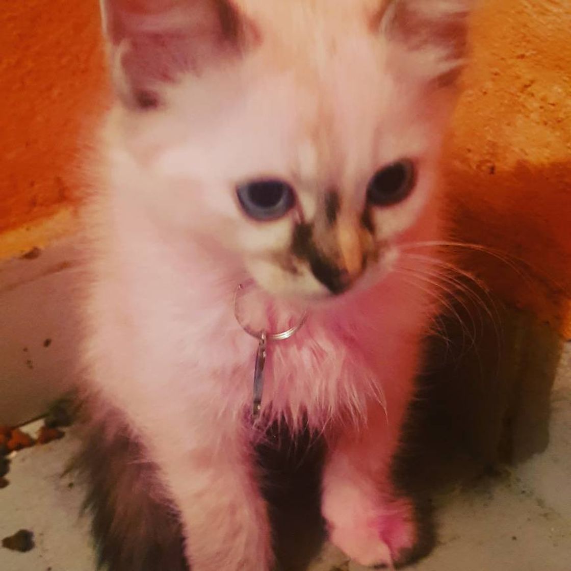 Fashion Gata pink