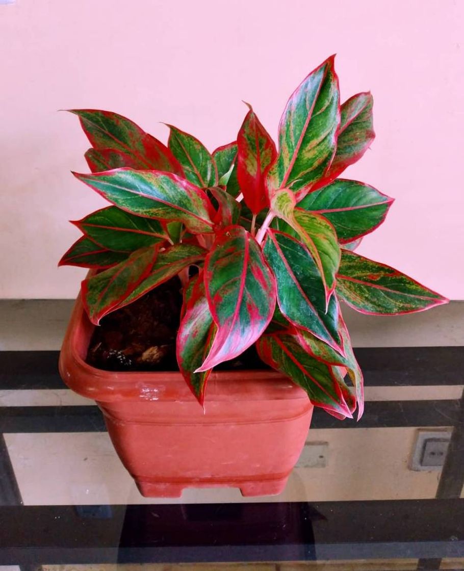 Moda Aglaonema