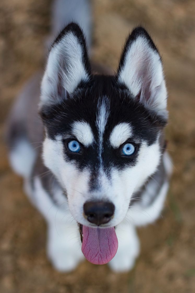 Moda Husky siberiano