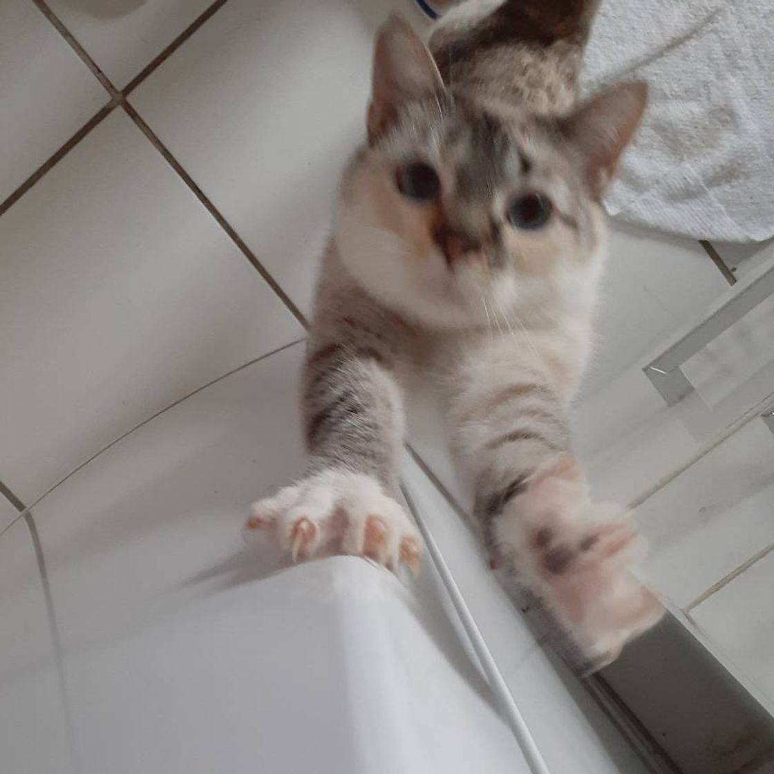 Social MY PET 