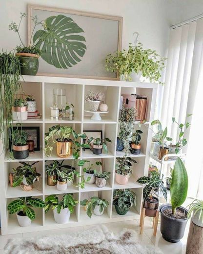 Ideias de decoração com plantas