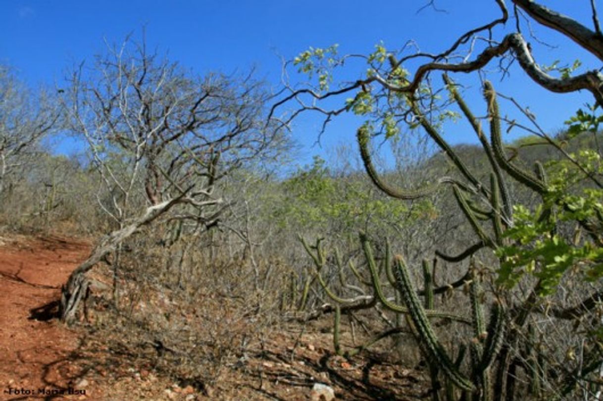 Lugar Caatinga