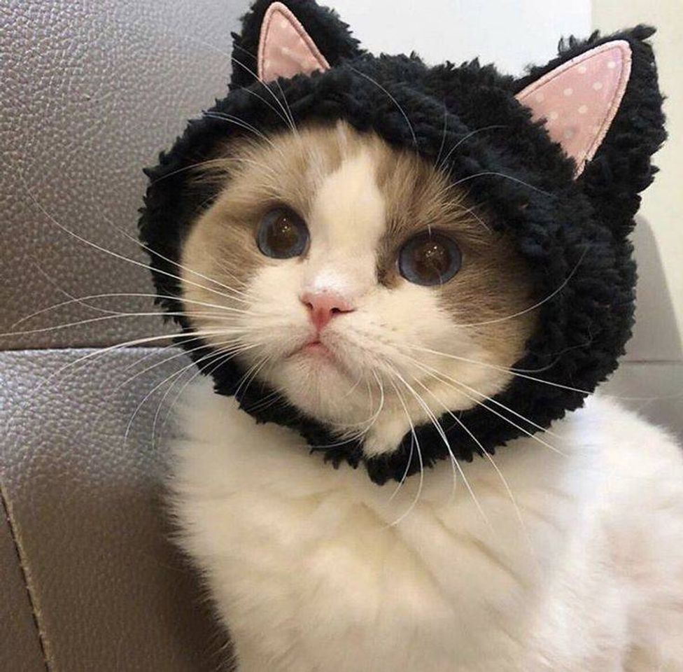 Fashion Cat