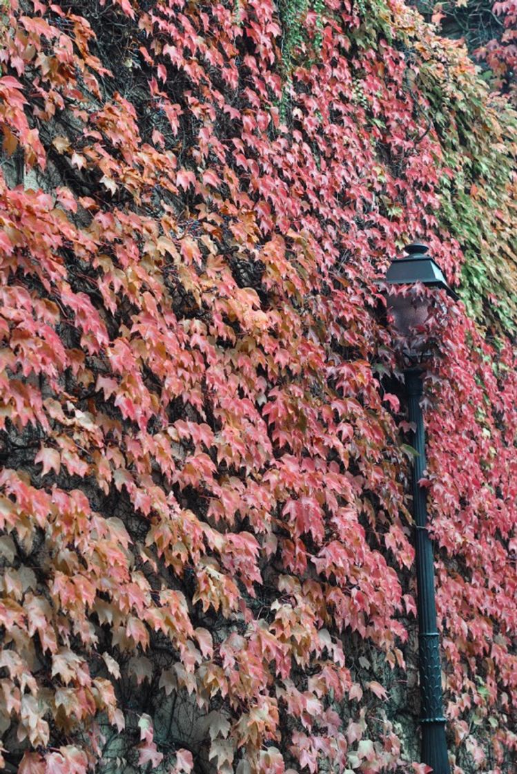 Place Montmartre