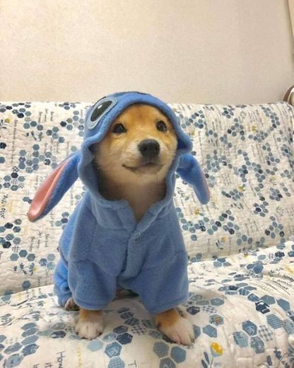Dog pijama