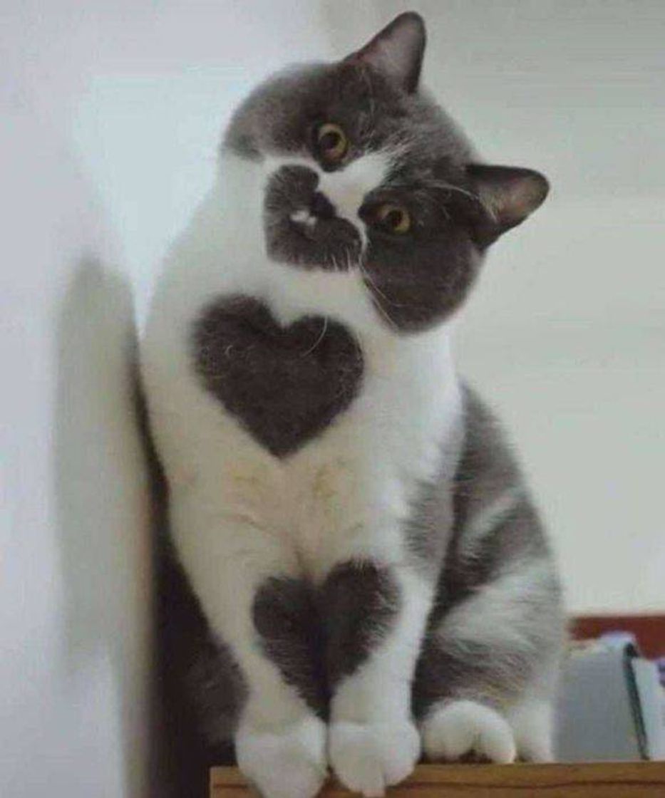 Social Gato coração
