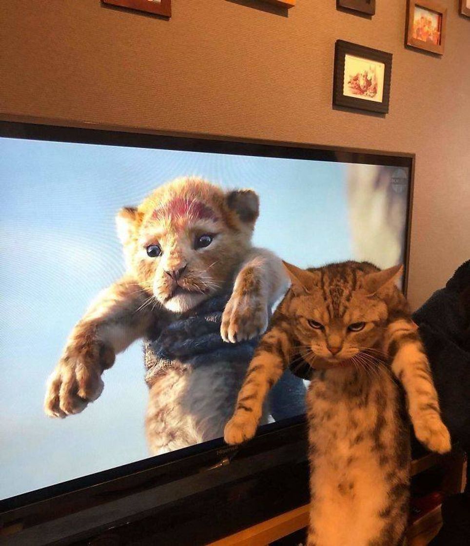 Social Gato 