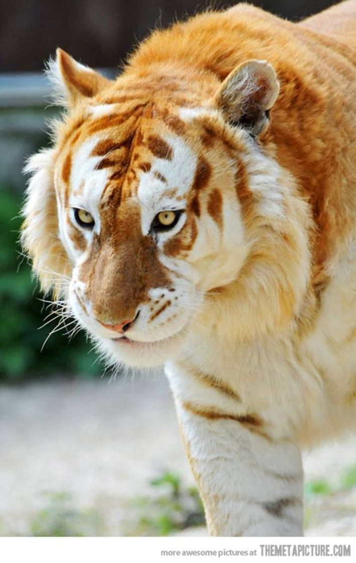 Social Tigre