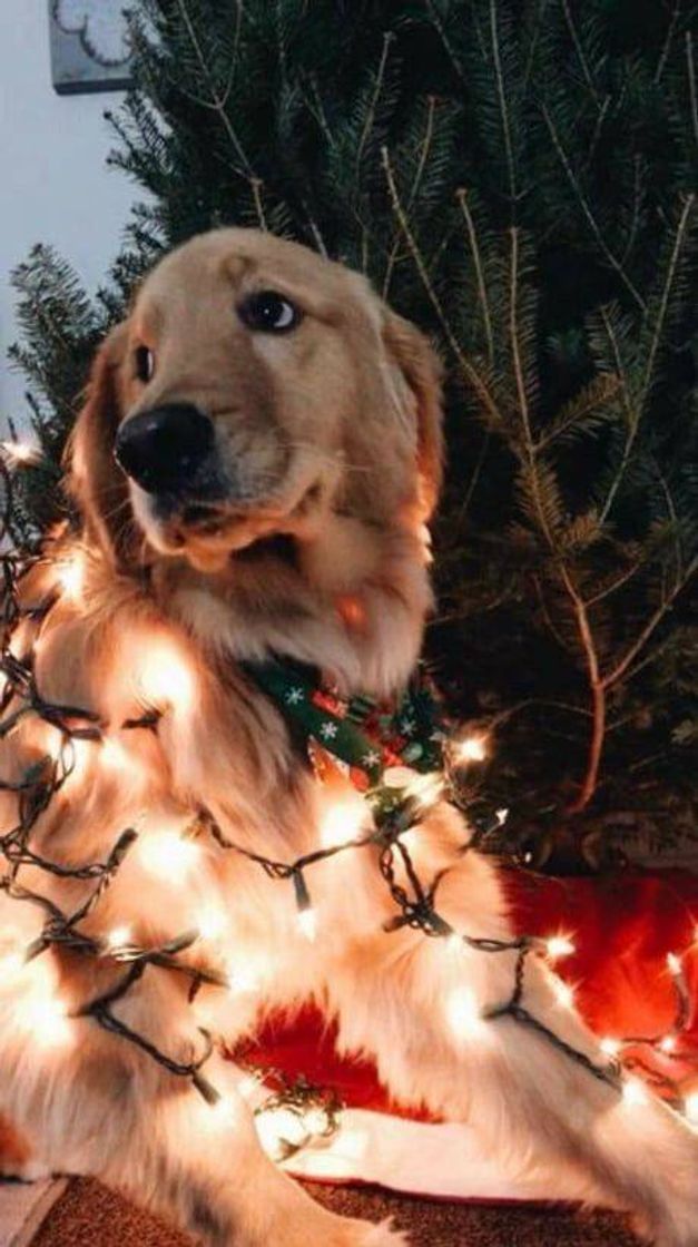 Fashion Christmas boye feelin heckin festive 🐶🎁