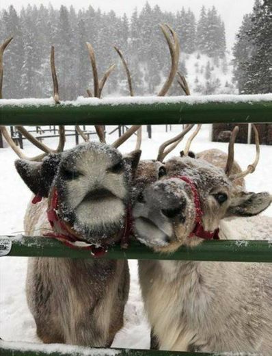 Washington's Christmas village now has its own reindeer farm