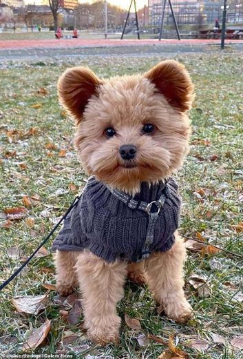 Oliver the puppy is instagram star