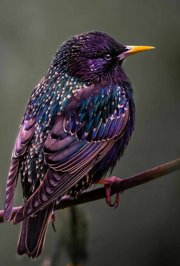 Fashion Starling Europeu  🐦