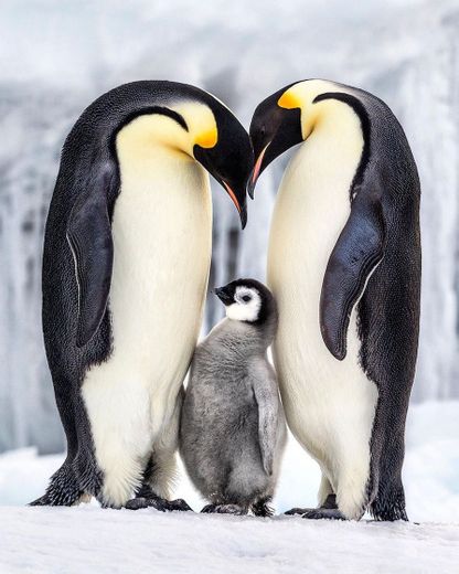 Pinguim-imperador 🐧