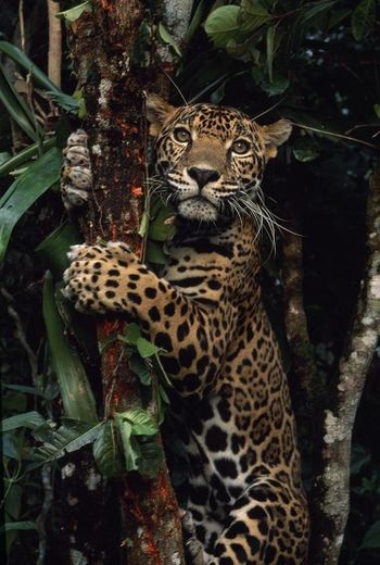 Jaguar 🐆