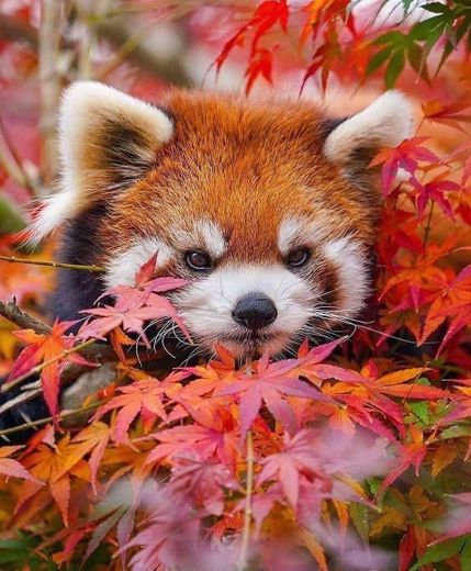Panda Vermelho 🐼