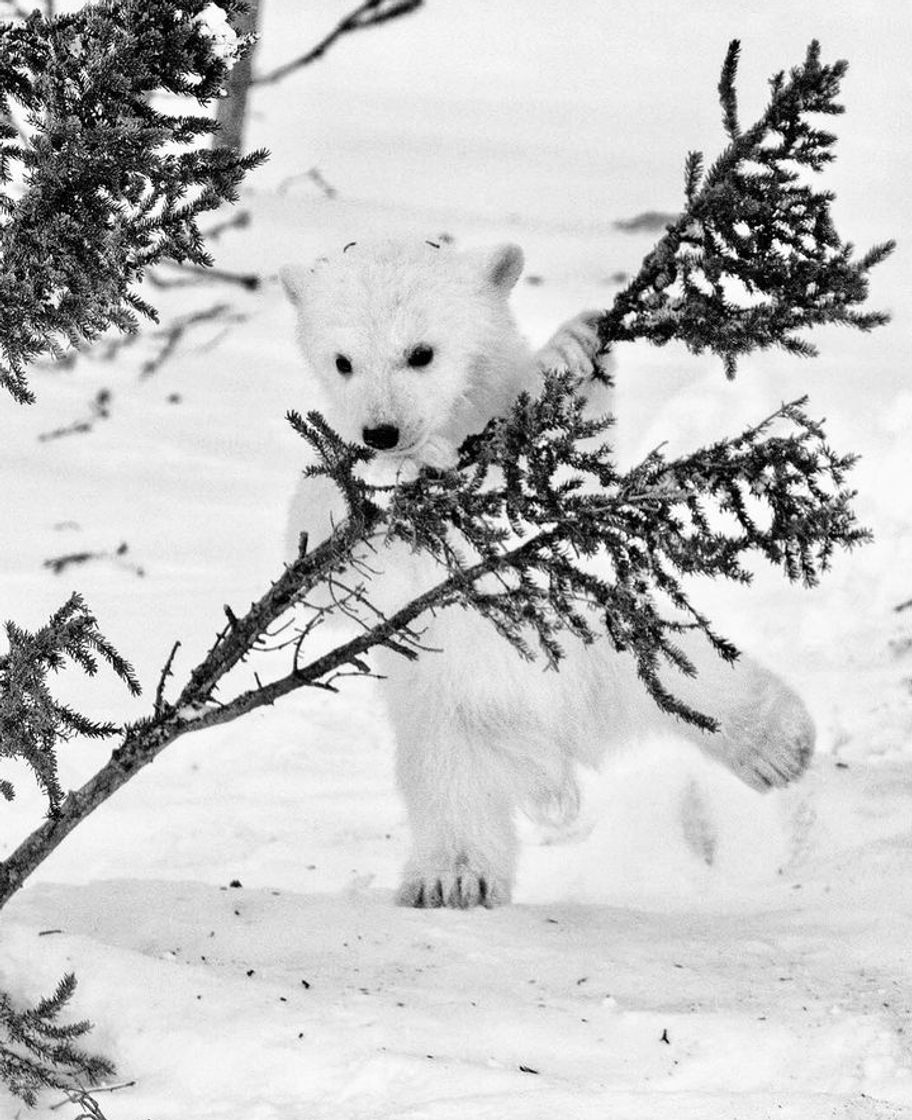 Fashion Pequeno Urso Polar 🐻🌿