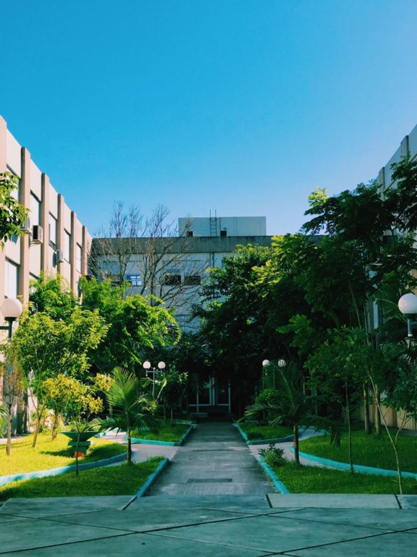 Social IFSul 🌿