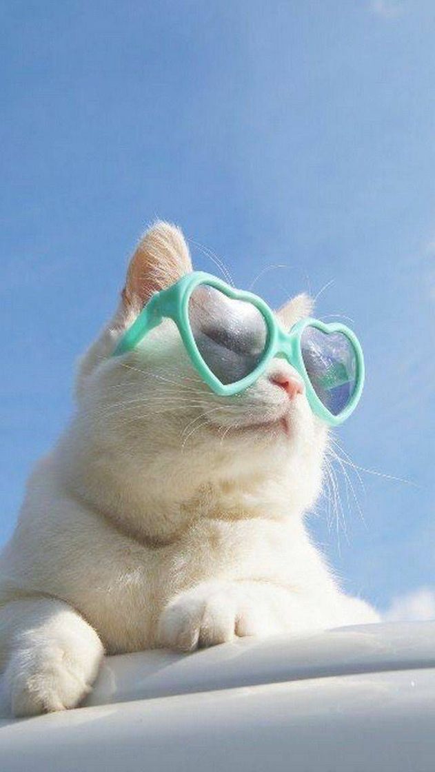 Fashion Cat with heart sunglasses