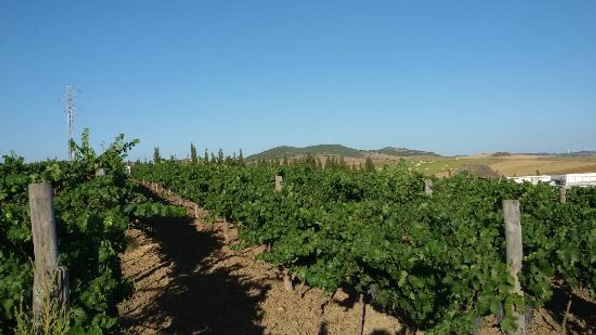 Fashion Bodega y Almazara Ecológica Sancha Pérez