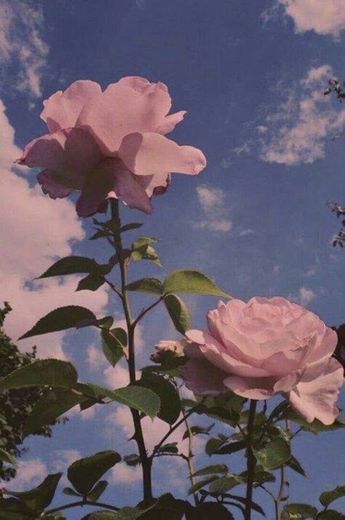 Wallpaper rose