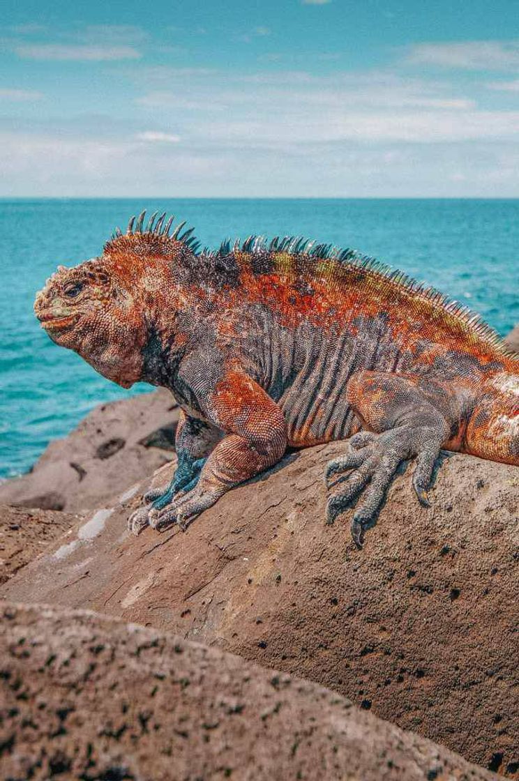 Fashion Galápagos - Iguana Marinha