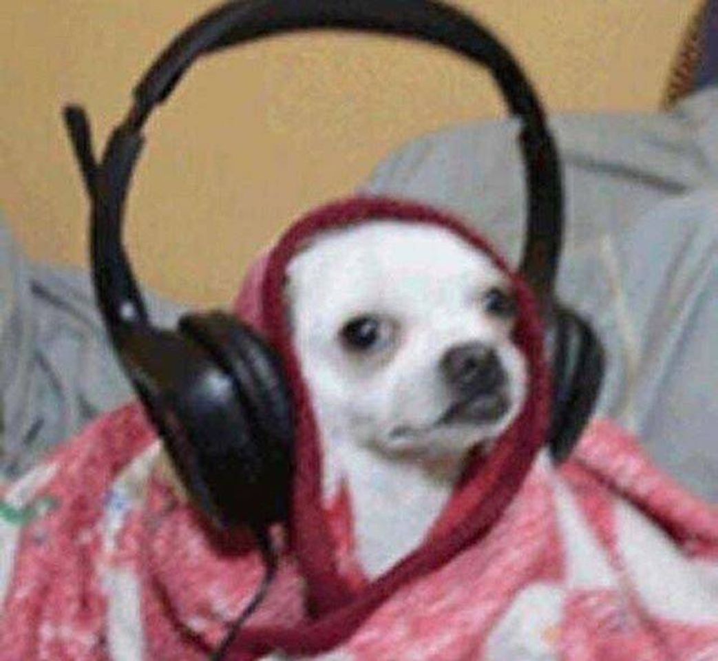 Moda Cachorro ouvindo musica 