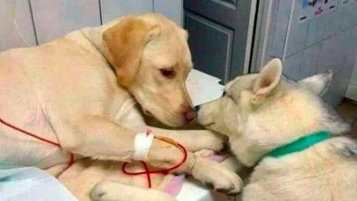 🐕🐶Dogtor el perro veterinario que ayuda a los demás 👋