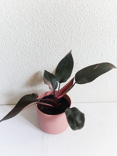 Philodendron Pink Princess 03