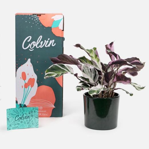 Comprar plantas online con Colvin | Colvin