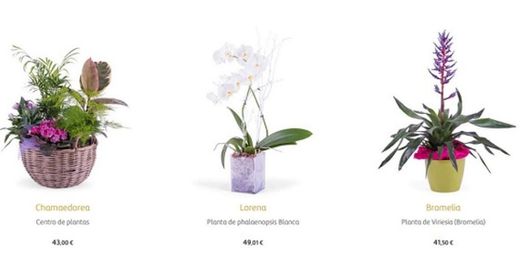 La Majosa: Compra plantas y flores online baratas