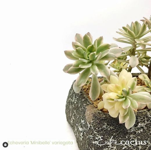 ▷ Tu tienda de cactus online para cactuslovers - Entrecactus