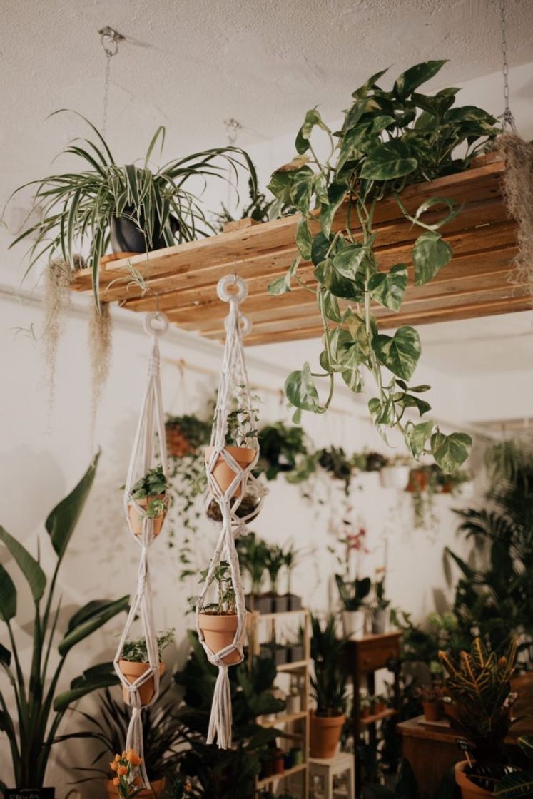 Place Topanga - Plantas y Floristería Madrid